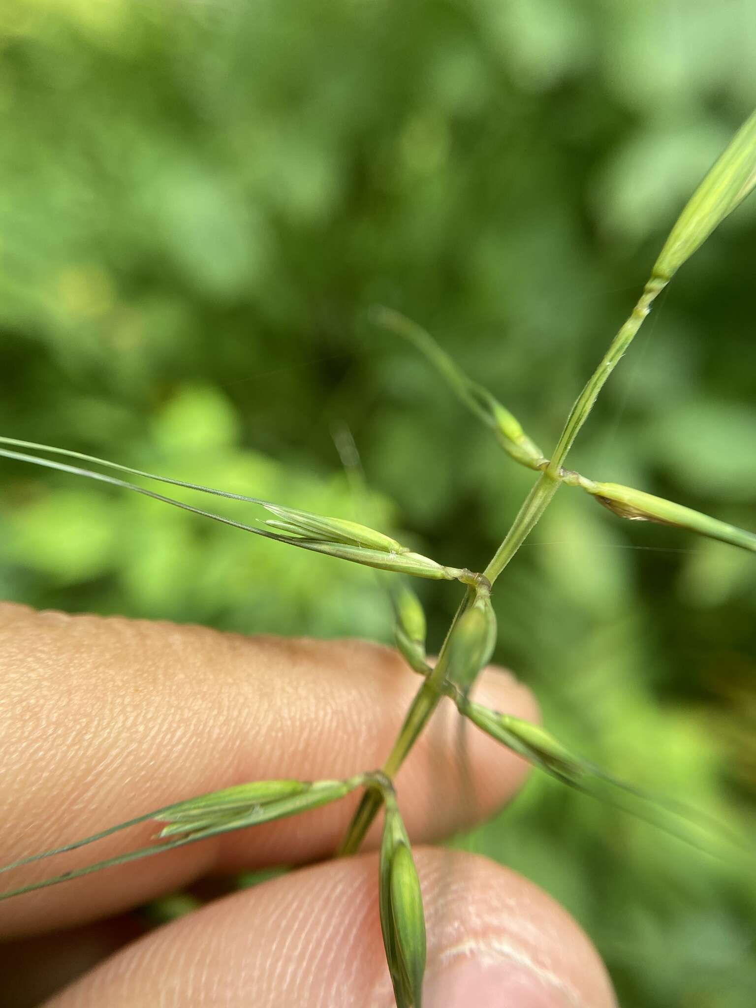 Image of eastern bottlebrush grass