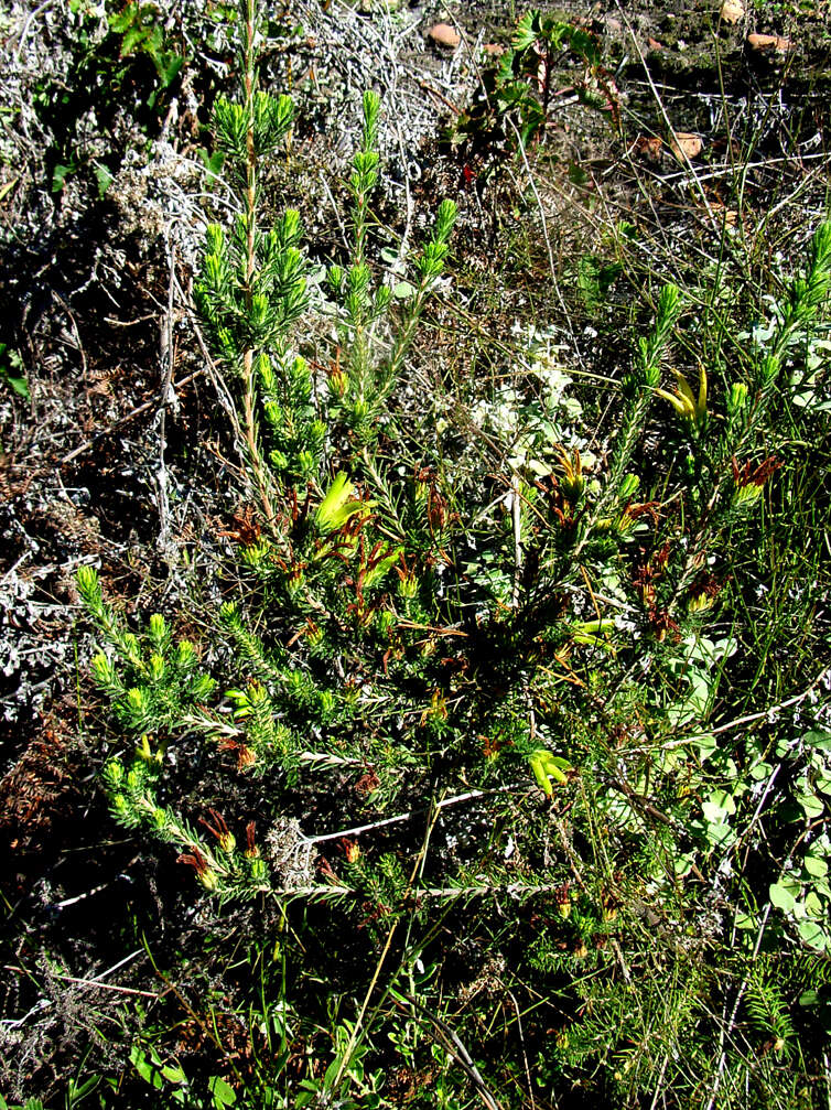 Image of Erica unicolor subsp. unicolor