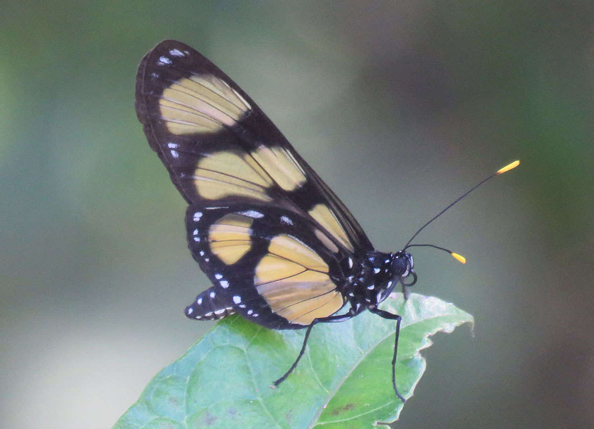 Image of Methona confusa Butler 1873