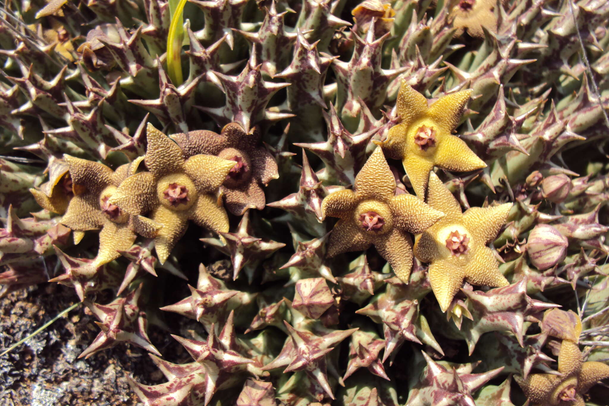 صورة Ceropegia cooperi (N. E. Br.) Bruyns