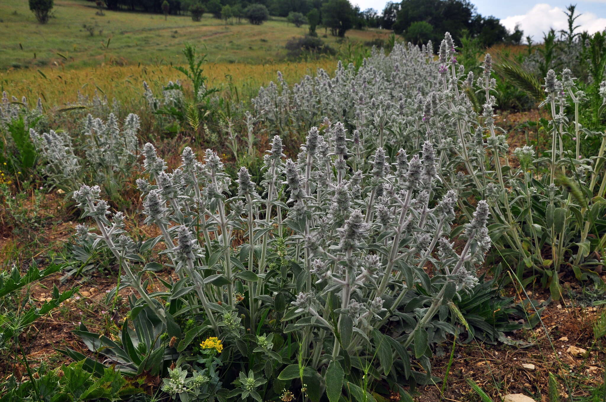 Stachys cretica L. resmi