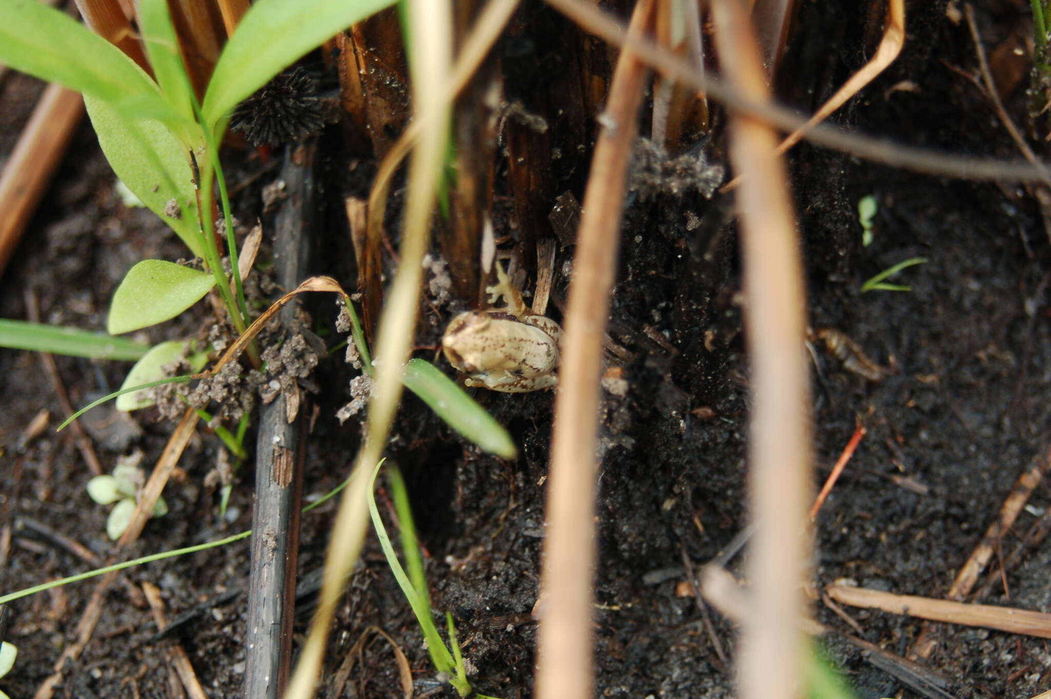 Plancia ëd Afrixalus delicatus Pickersgill 1984