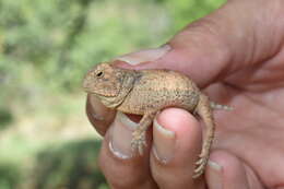 Image of Rock Horned Lizard