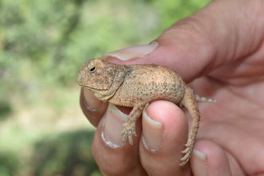 Image of Rock Horned Lizard