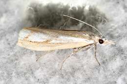 صورة Catoptria latiradiellus Walker 1863