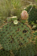 Opuntia strigil Engelm. resmi