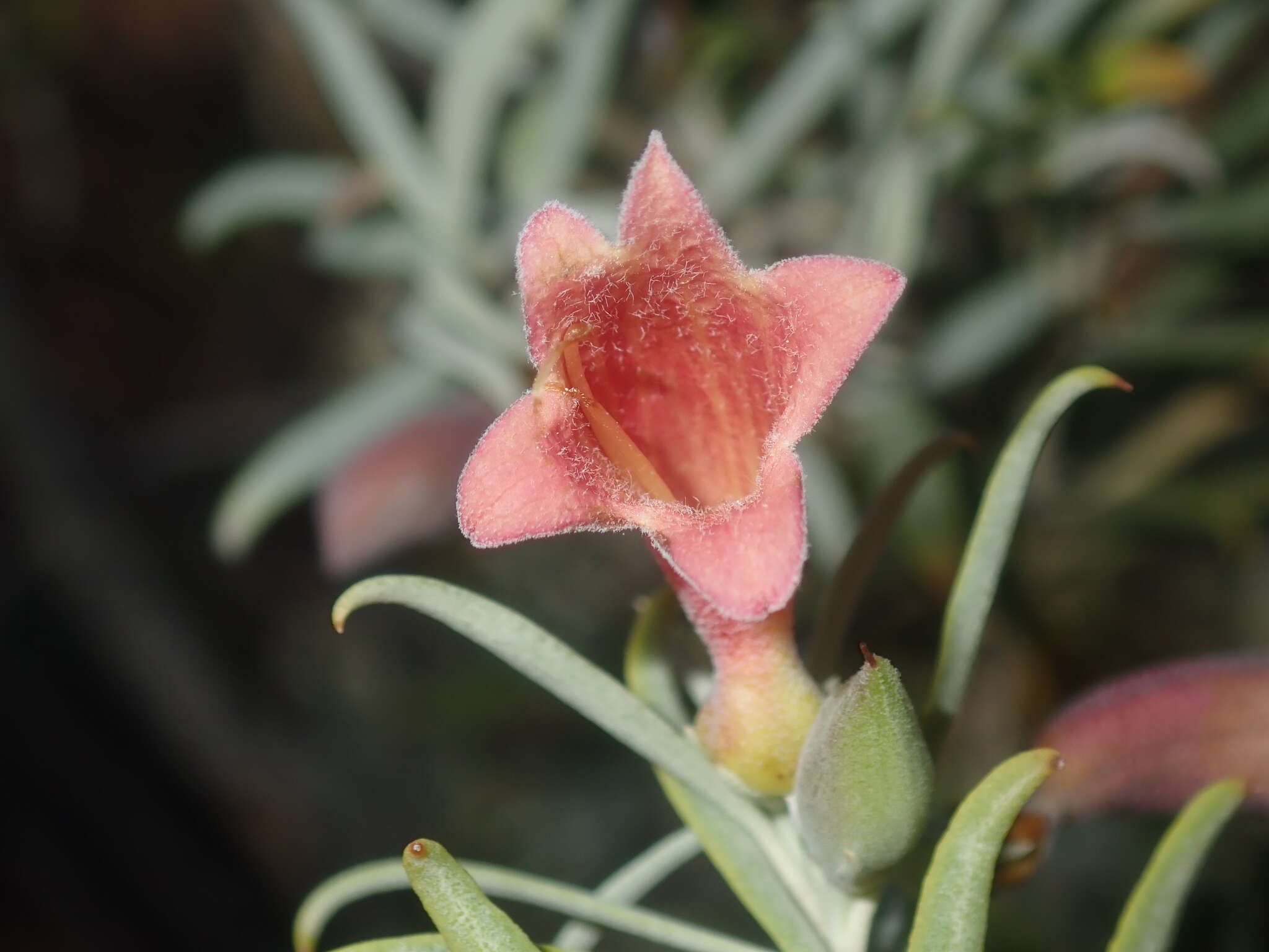 Image de Eremophila youngii F. Muell.