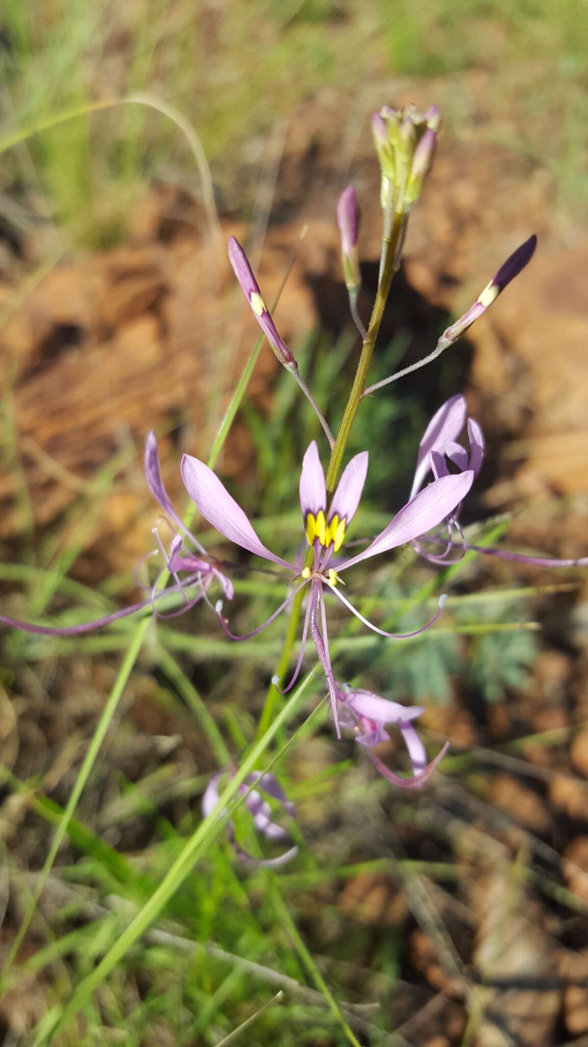 Слика од Sieruela maculata (Sond.) Roalson & J. C. Hall