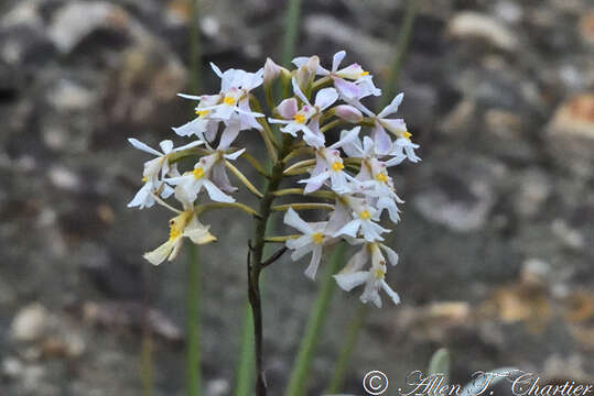 Image of Epidendrum blepharistes Barker ex Lindl.