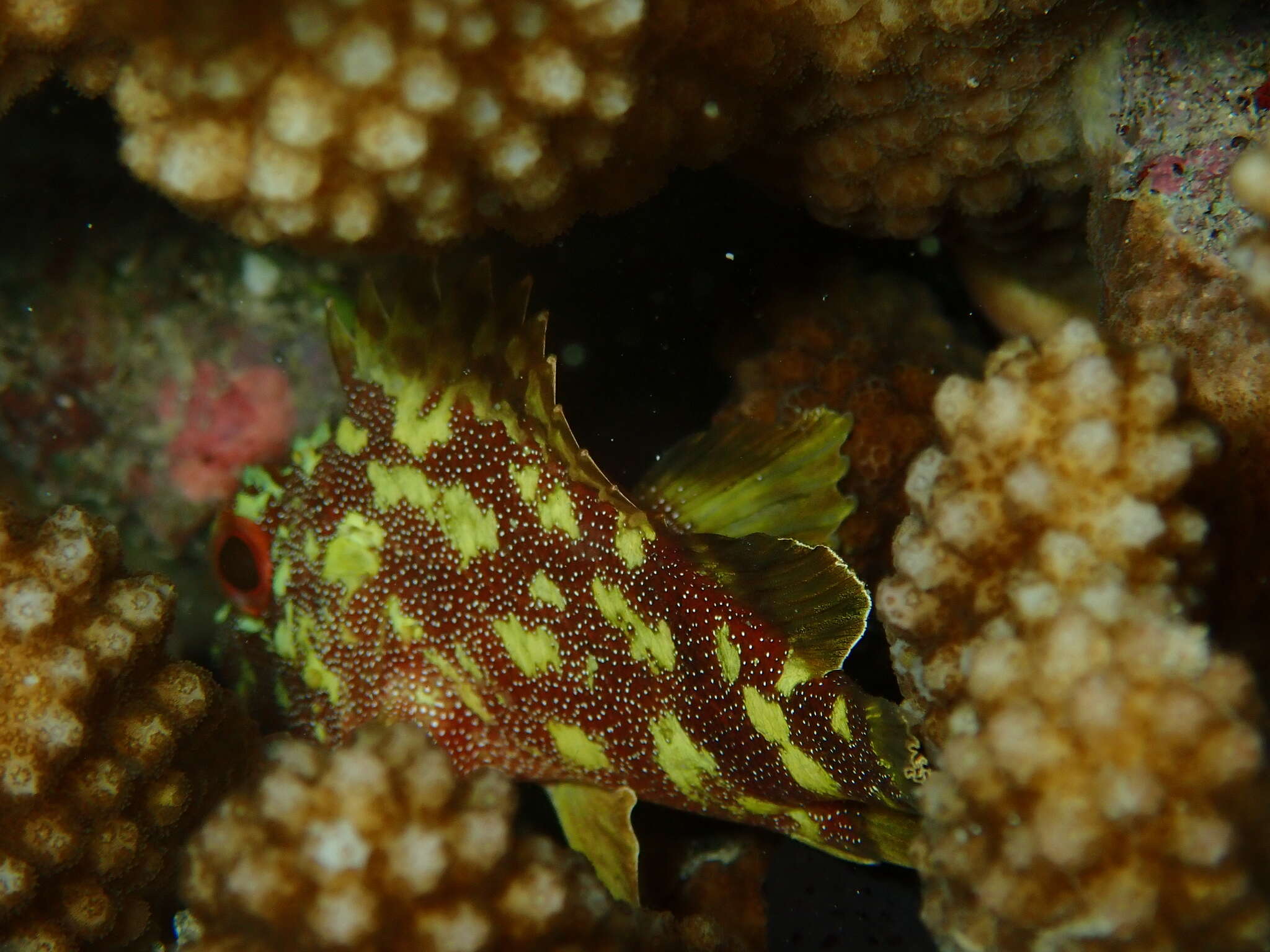 Image of Coral scorpionfish