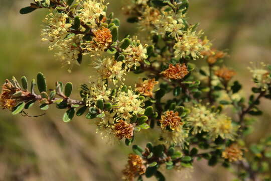 Image of Phebalium squamulosum subsp. ozothamnoides (F. Müll.) Paul G. Wilson