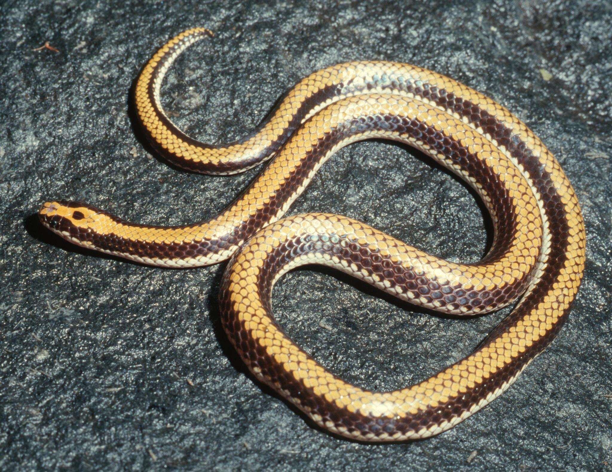 Image de Micrelaps bicoloratus Sternfeld 1908