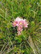 Image of Sempervivum montanum subsp. carpaticum Wettst. ex Hayek