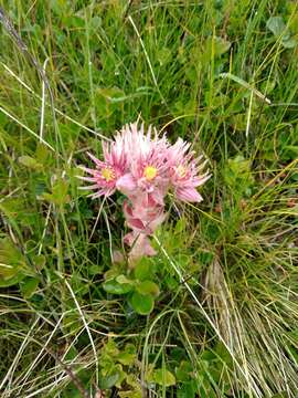 Image of Sempervivum montanum subsp. carpaticum Wettst. ex Hayek