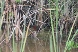 Image of Ruddy Crake