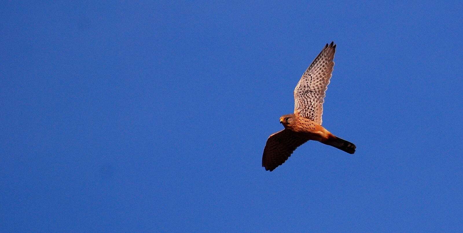 Falco tinnunculus tinnunculus Linnaeus 1758 resmi