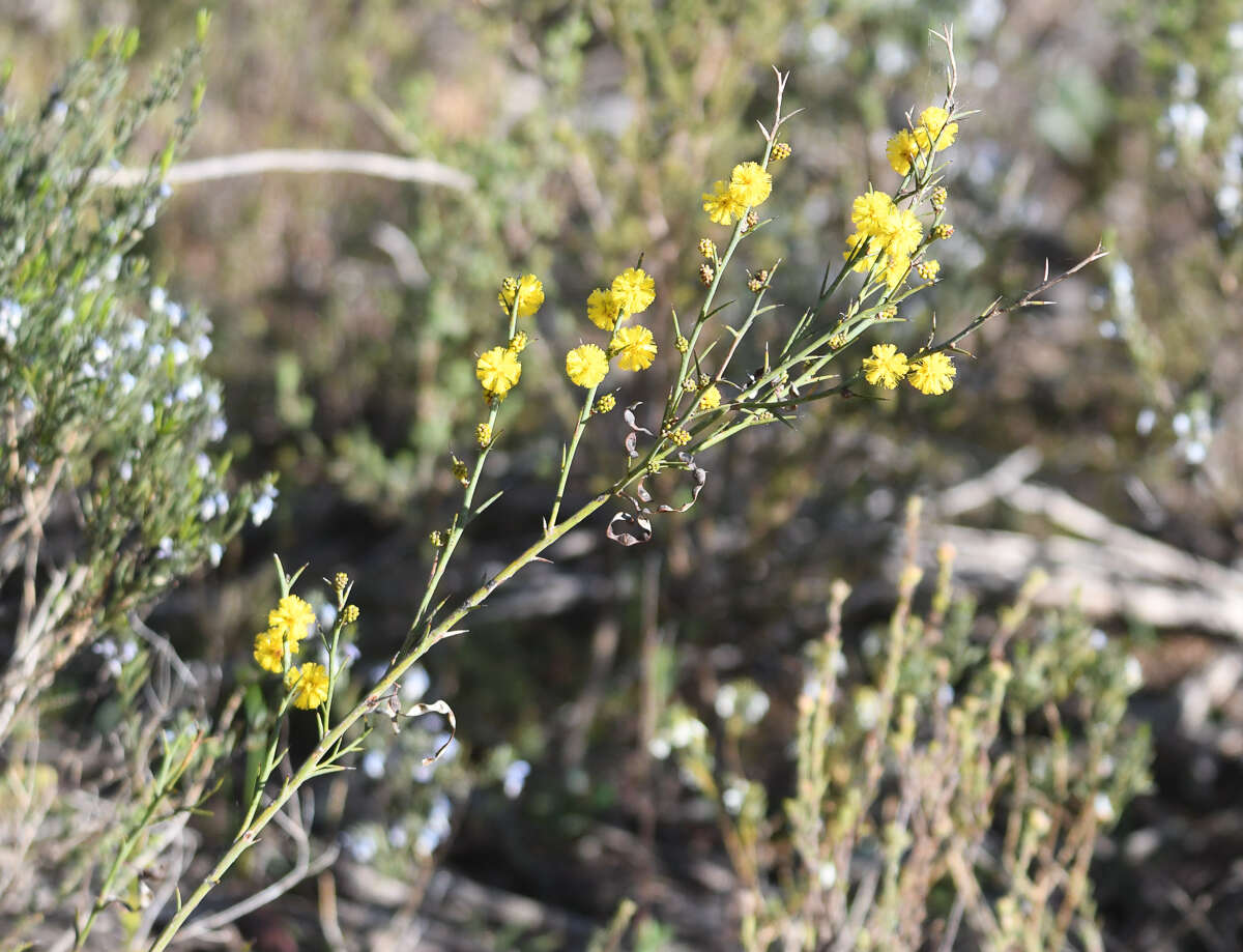 Image de Acacia continua Benth.