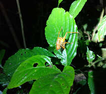 Image of Melanonotus powellorum Rentz & D. C. F. 1975