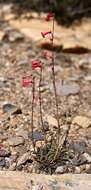 Image of Utah penstemon