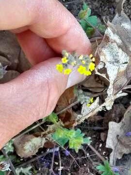 Imagem de Myosotis persoonii Rouy