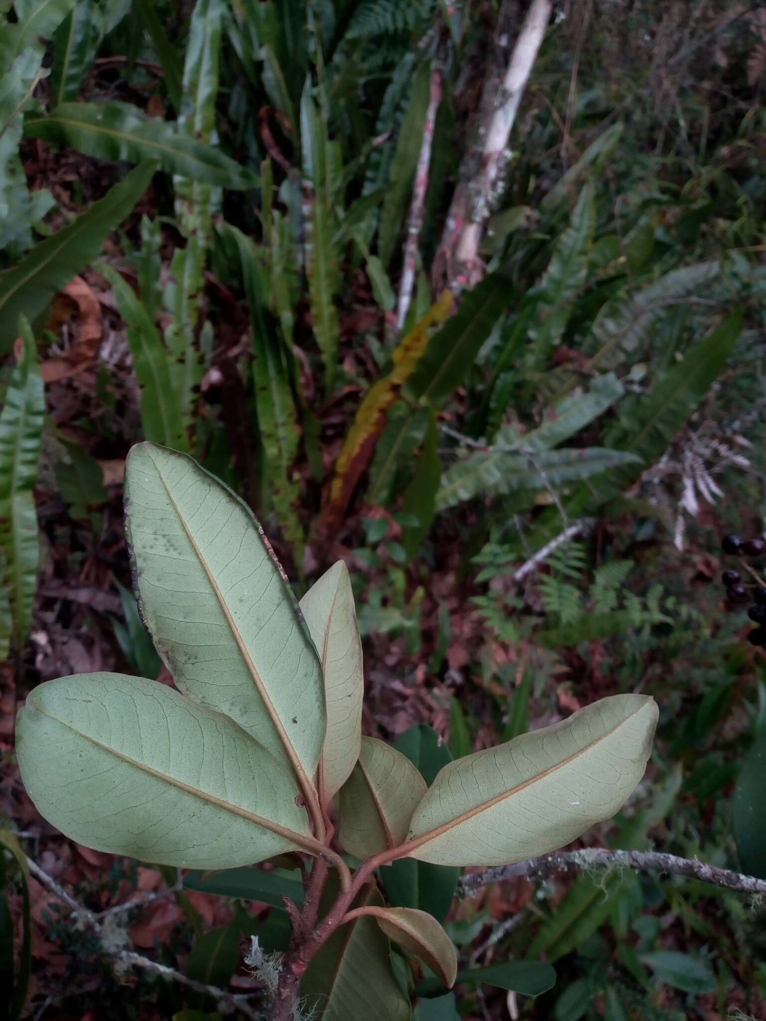 Image of Cybianthus iteoides (Benth.) G. Agostini