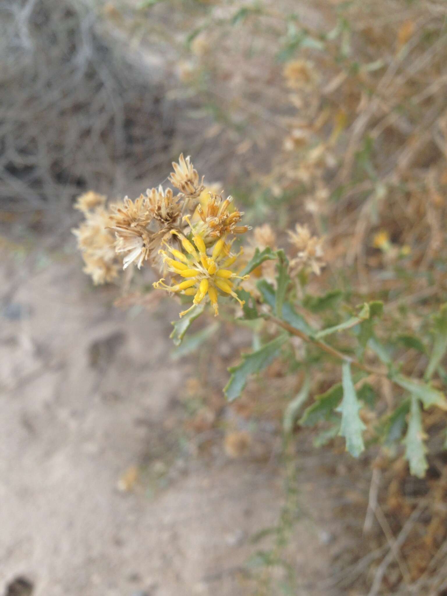 Image of alkali goldenbush