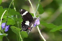 Sivun Papilio amynthor Boisduval 1859 kuva