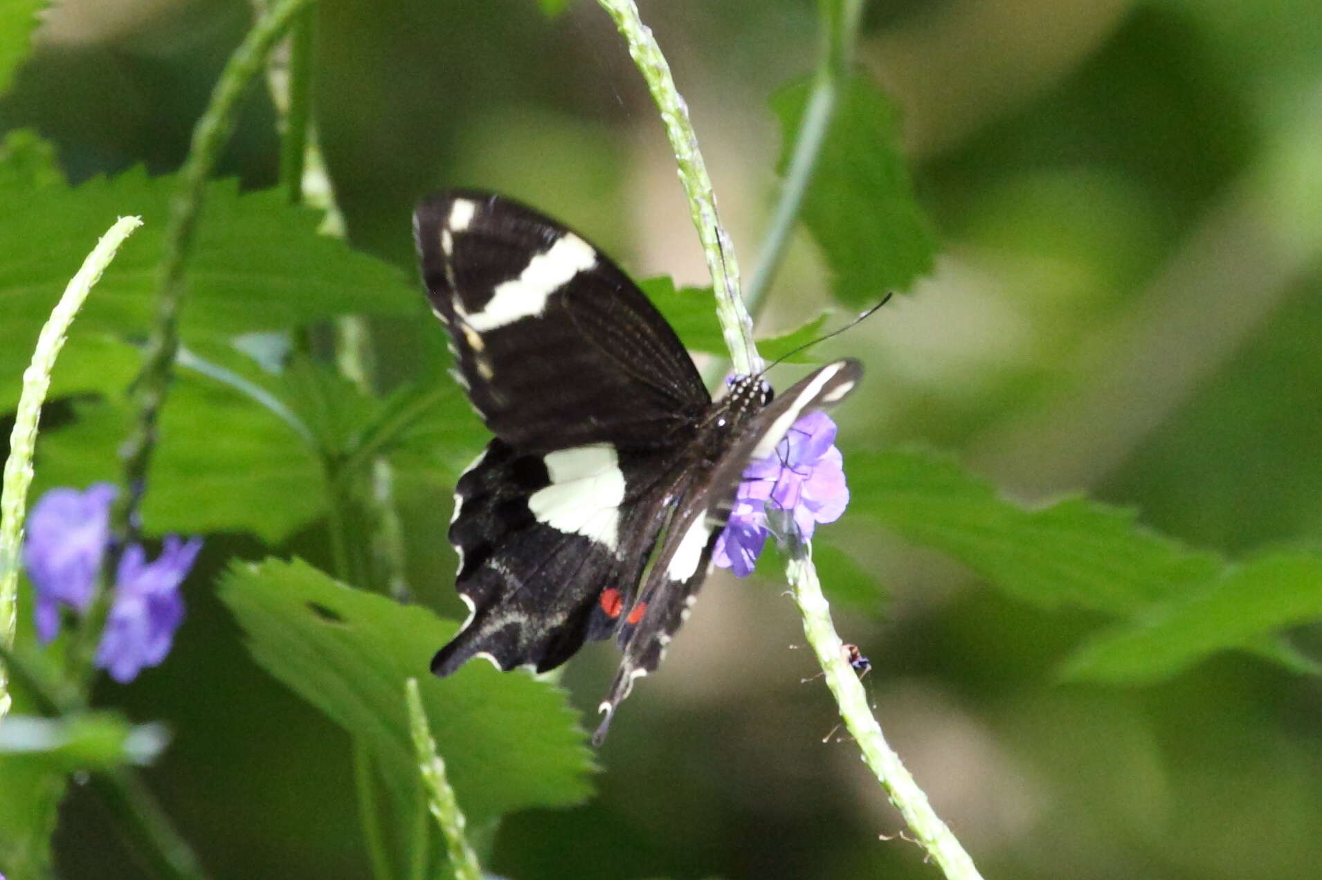 Image of Papilio amynthor Boisduval 1859