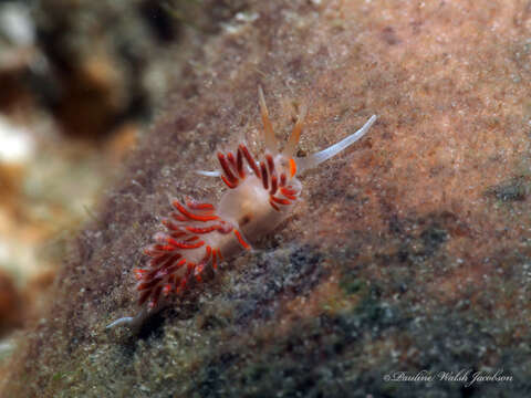 Image of Cratena minor Padula, Araújo, Matthews-Cascon & Schrödl 2014