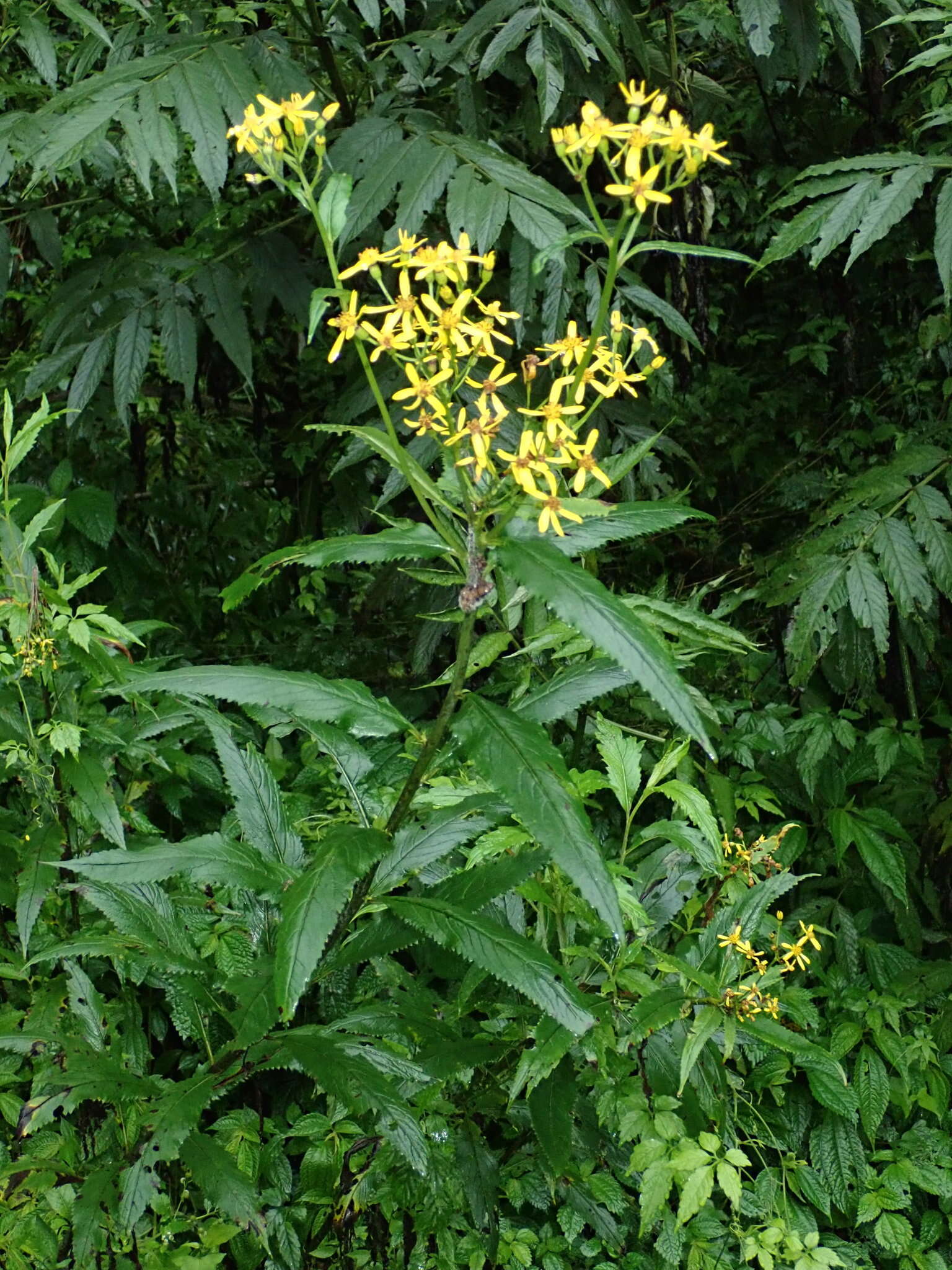 Image of Senecio morrisonensis var. dentatus Kitam.