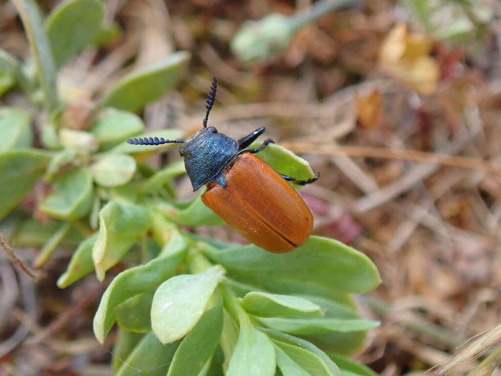 Image de <i>Labidostomis taxicornis</i>