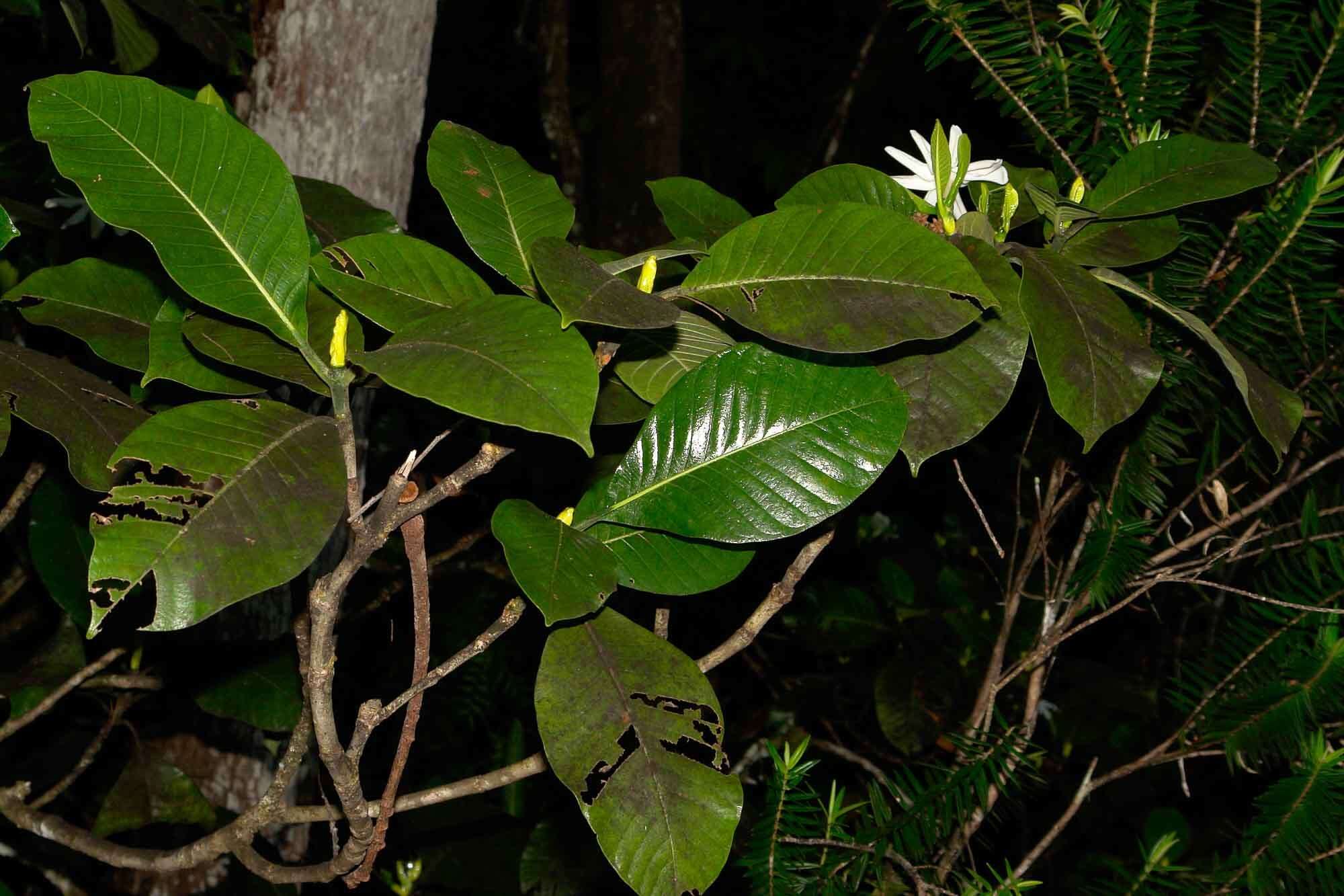 Plancia ëd Gardenia oudiepe Vieill.