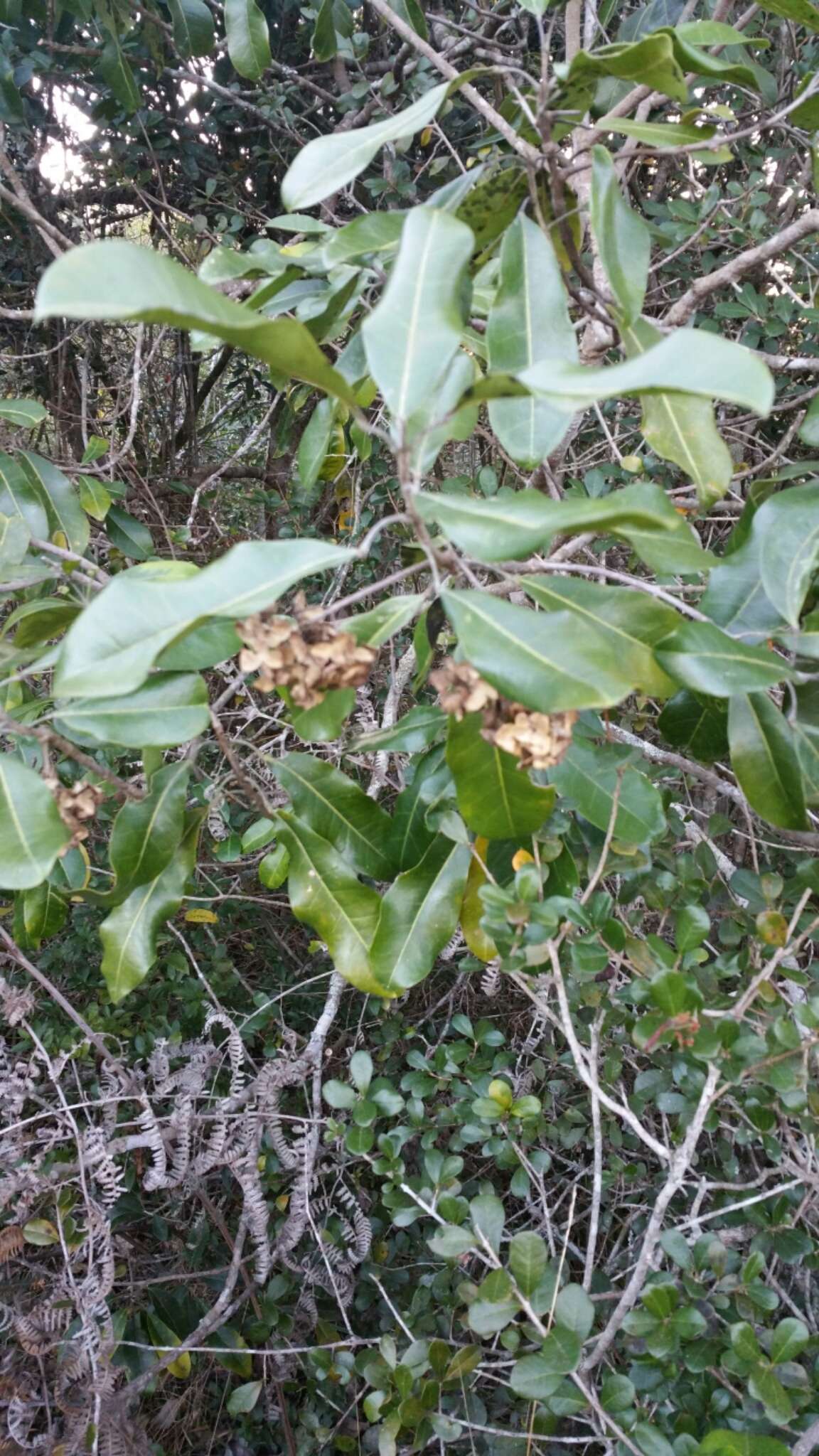 Image of Melicope madagascariensis (Baker) T. G. Hartley