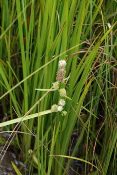 Sivun Sparganium subglobosum Morong kuva