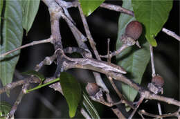 Image of Cuban Twig Anole