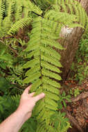 Imagem de Pteris tripartita Sw.