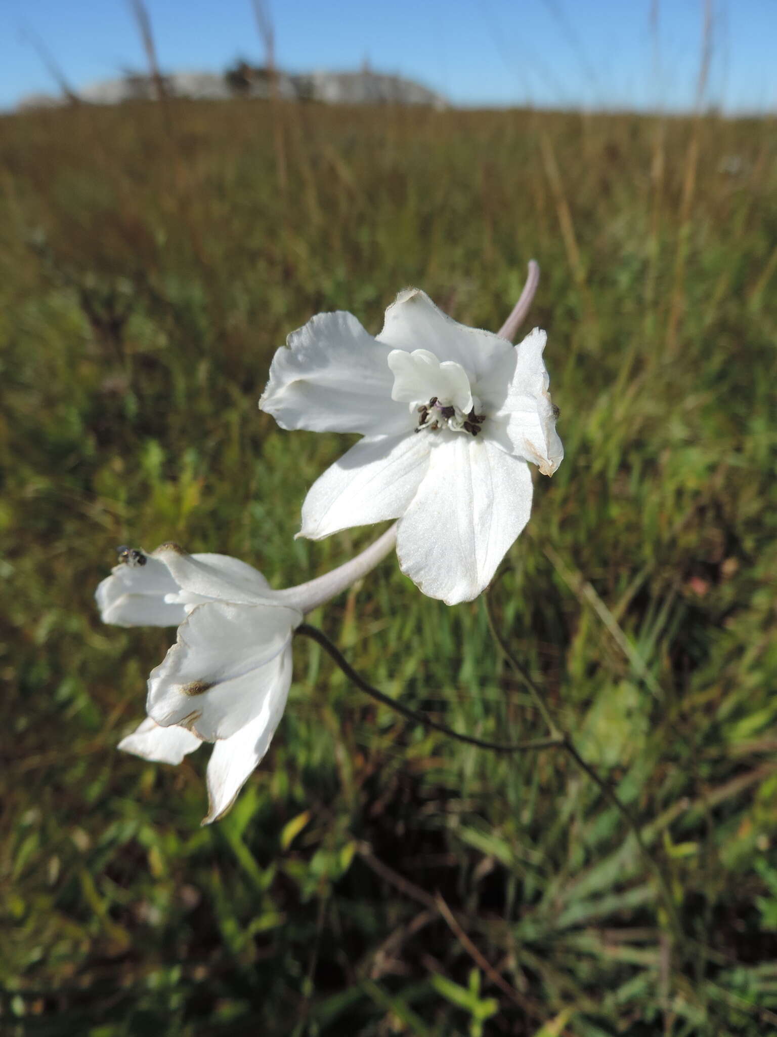 Plancia ëd Delphinium leroyi Franch. ex Huth