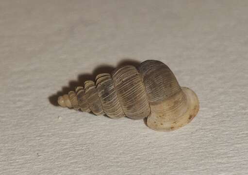 Image of Cochlostoma roseoli (A. J. Wagner 1901)