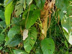 Image of Adanson's monstera