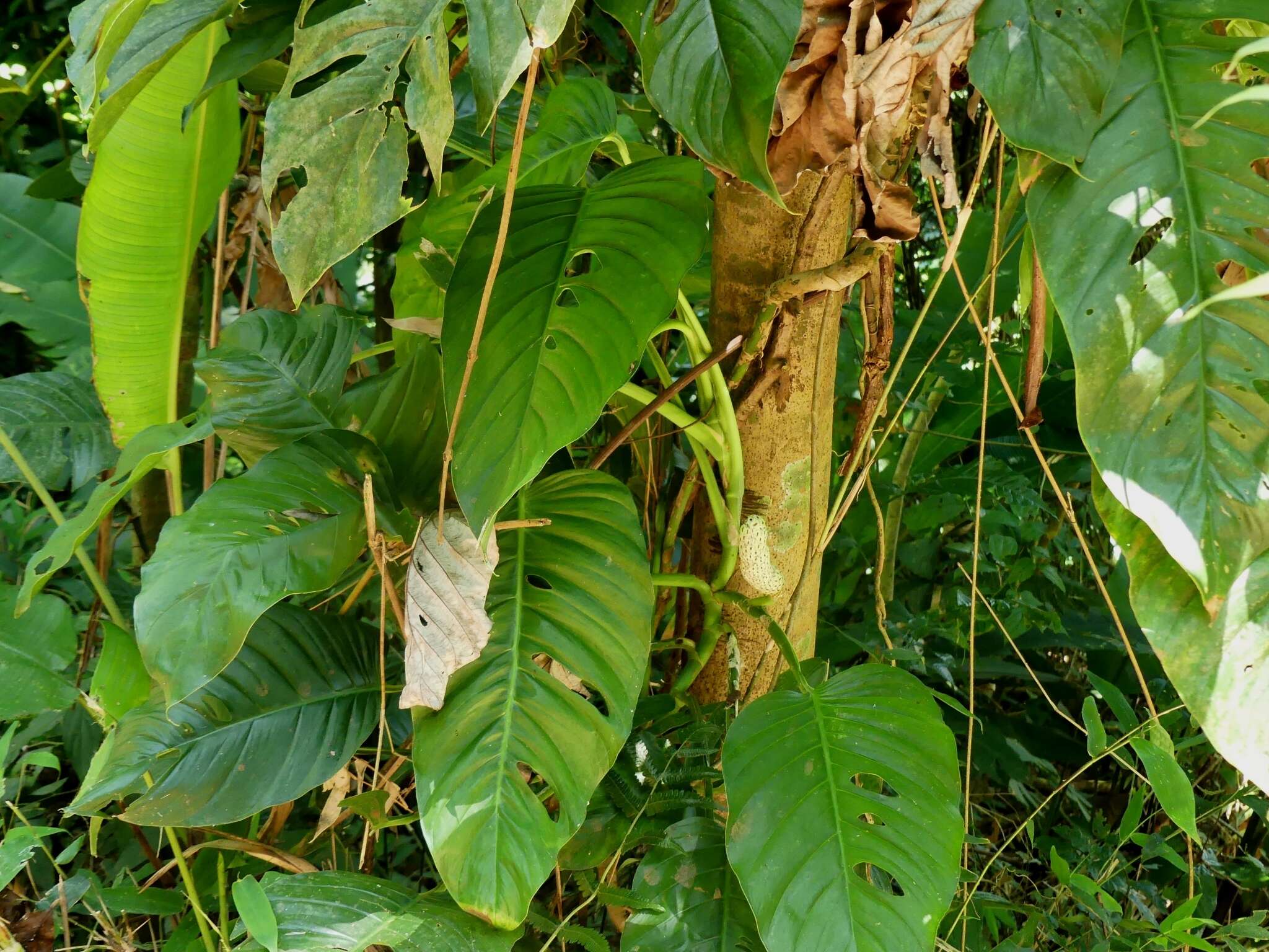 Monstera adansonii Schott resmi