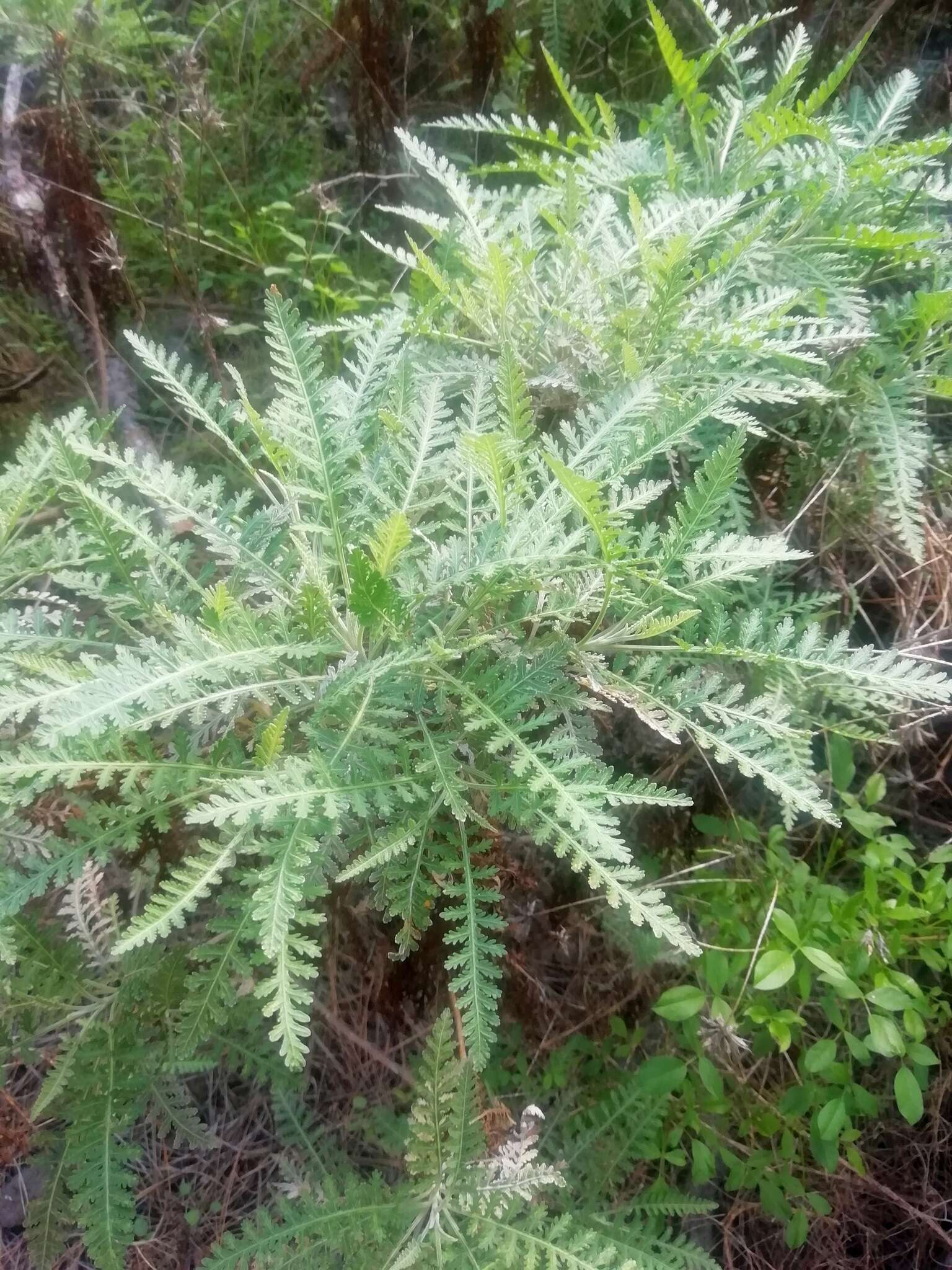 Plancia ëd Gonospermum canariense subsp. canariense