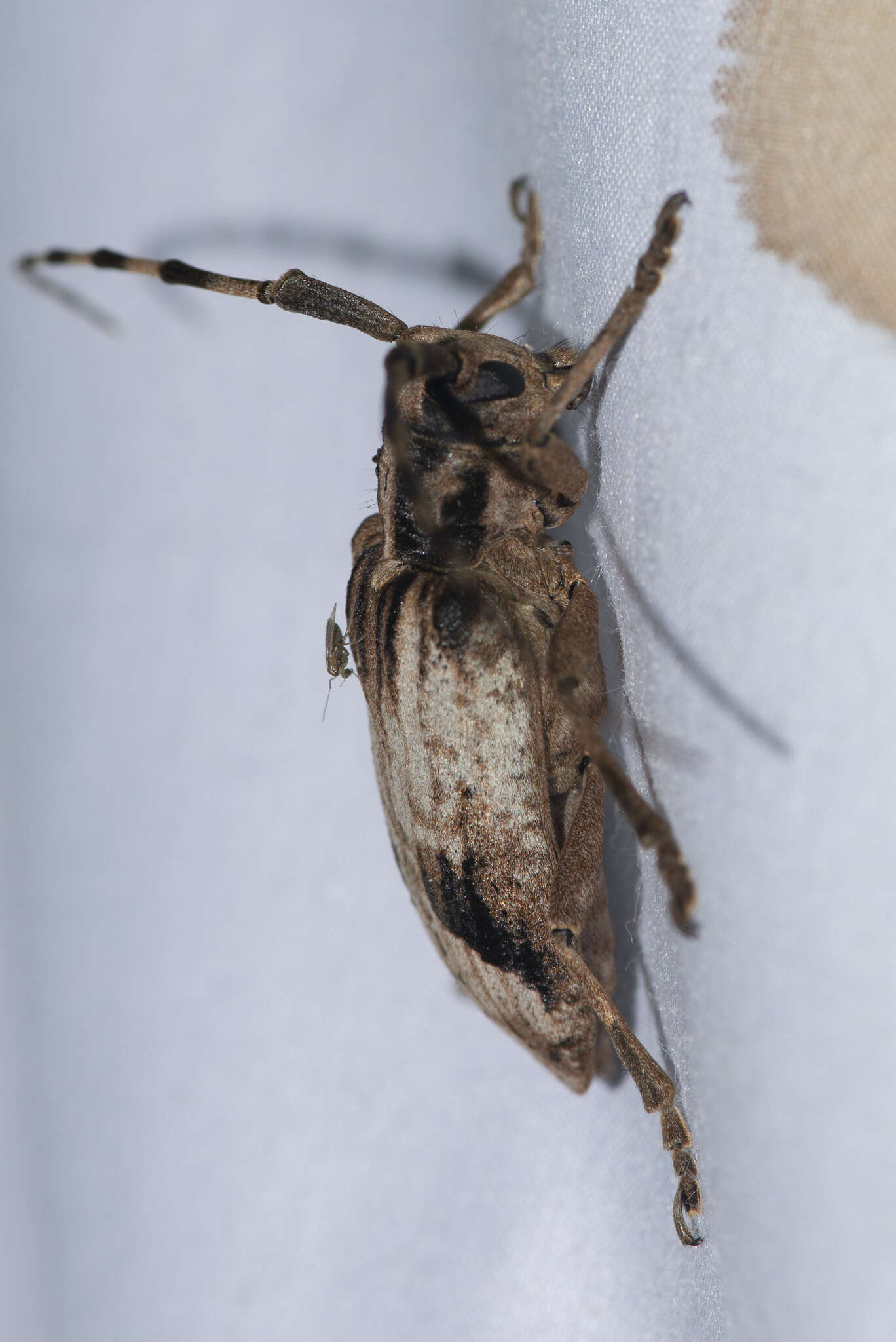 Image of Blepephaeus succinctor (Chevrolat 1852)
