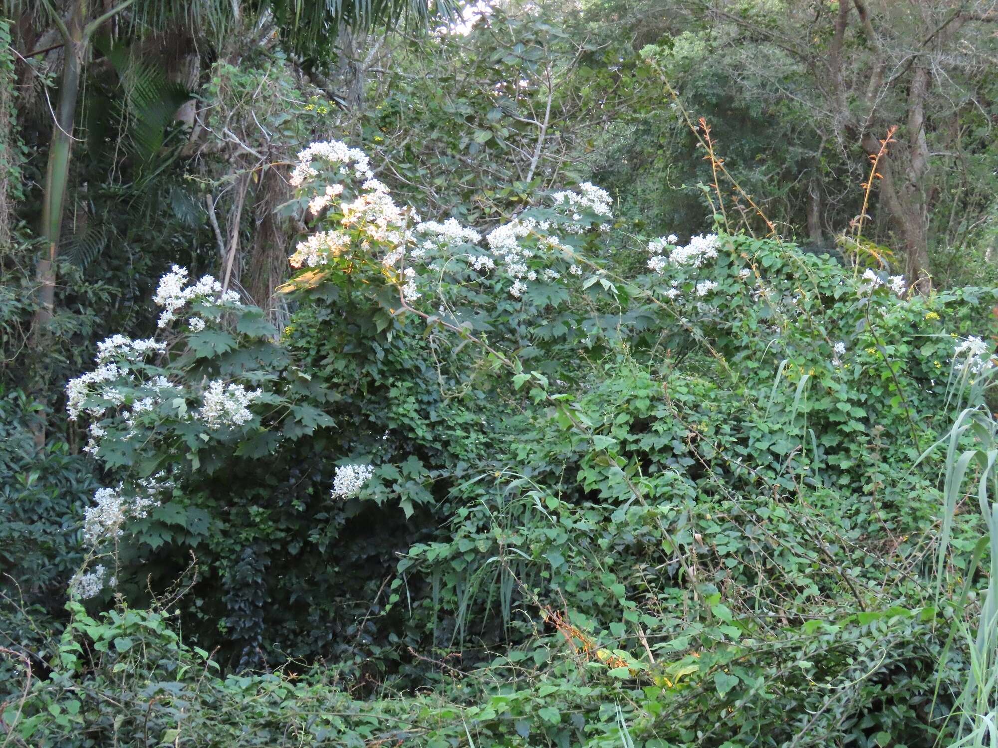 Image de Montanoa hibiscifolia (Benth.) C. Koch