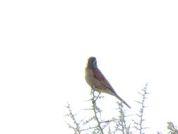 Image of Emberiza capensis cinnamomea (Lichtenstein & Mhk 1842)