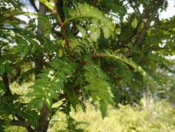 Imagem de Zanthoxylum piperitum (L.) DC.