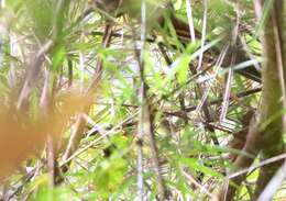 Image of Yellow-bellied Warbler