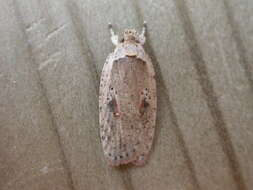 Imagem de Agonopterix ocellana Fabricius 1775