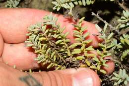 Image of Beach Seepweed