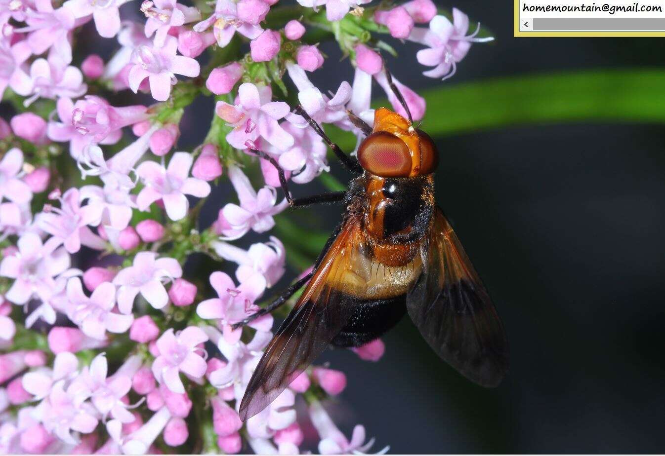 Image of Volucella tabanoides Motschulsky 1859