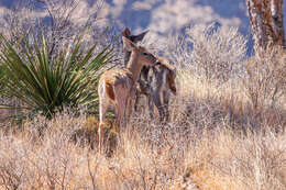 Image of Odocoileus virginianus carminis Goldman & Kellog 1940